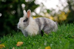 How to Promote Good Digestion in Rabbits