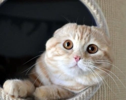 Lo Scottish Fold, il gatto con la cuffietta