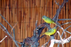 Zvonohlík mozambický (Serinus mozambicus)