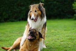 Diferencias entre esterilización y castración del perro