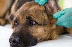 Dog Ear Canker: Causes, Symptoms, and Treatment