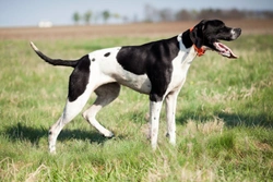 Gout in the pointer dog breed