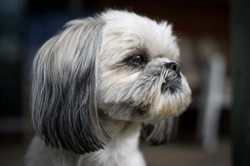 Shih Tzu dog hereditary health and health testing