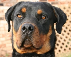 Rottweiler: carattere e consigli su come educarlo