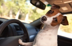 Five of the best dog friendly new cars