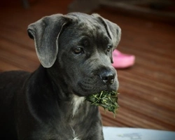 Cane Corso: come accogliere i cuccioli in casa