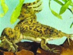 Chov obojživelníků: Xenopus laevis - Drápatka vodní