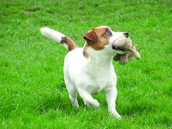 Překvapení jménem Jack Russel Terrier