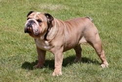 Breed Council Bulldog Health Assessment