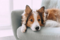 Can You Give a Dog Calpol? Safe Pain Relief Options UK 2025