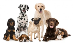 7 Best Dog Breeds for Families in 2025