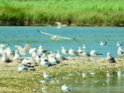 Ptačí rezervace Pantan, domov racků …