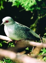 Holoubek diamantový (Geopelia cuneata)