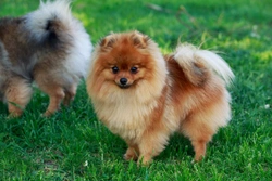 Sick sinus syndrome in Pomeranians