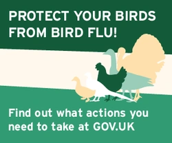 What is a bird flu?