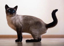 Can Siamese cats be black?