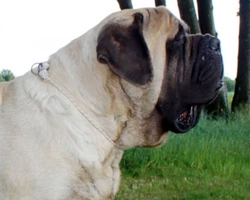 Il Mastiff ovvero Old English Mastiff, carattere e morfologia