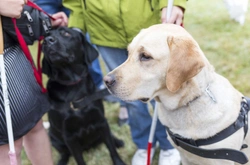 How to treat a working assistance dog when out and about