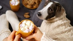 Five potential dangers to your dog on Valentine’s Day
