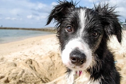 Keeping your dog safe at the beach this summer