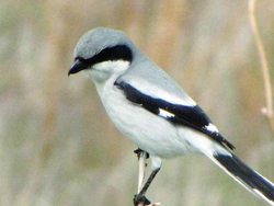 Měkkožraví chovanci našich voliér, Pěvci (Passeriformes) 4, Ťuhýkovití (Laniidae)