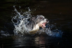 What to do if a dog is drowning