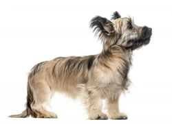 Skye Terrier puppy limp explained