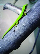 Phelsuma nigristriata podceňovaná kráska mezi felsumami