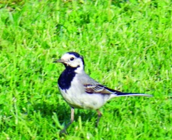 Konipas bílý (Motacilla alba, Linnaeus, 1758)