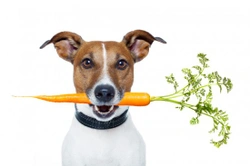 Can dogs and cats be vegetarians?