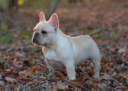 Desarrollo dental de cachorros bulldog francés: qué esperar