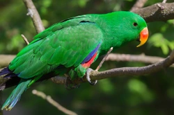 Eclectus Parrot