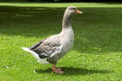 Geese as Pets