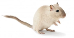 10 Interesting facts about gerbils