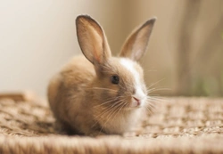 How Much Does it Cost to Keep a Pet Rabbit?