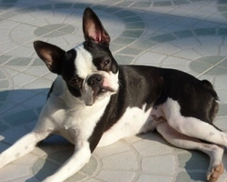 Boston terrier prezzo: ecco dove trovarlo e come fare la ricerca