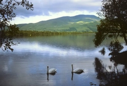 Best Birdwatching Spots in Cumbria