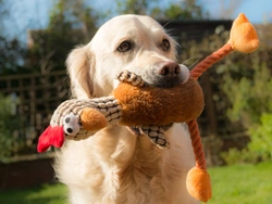 Why Does My Dog Shake His Toys?