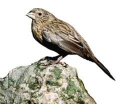 Hýl alpinský (Rudopláštíkový) – Carpodacus rhodochlamys (Brandt, 1843)