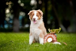Crufts Dog Show: Parking, Accessibility & More