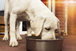 What should you do if you have to change your dog’s diet immediately?