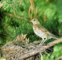 Drozd zpěvný – Turdus philomelos - Brehm, 1831