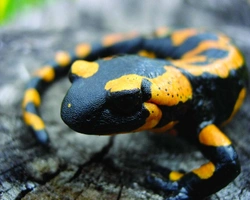 Tři pohledy na ochranu naší batrachofauny a herpetofauny