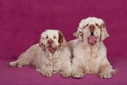 Clumber Spaniels and Dry Eye