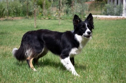 Raine syndrome DNA testing for the Border collie dog breed