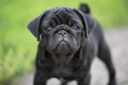 Five universal personality traits of the pug dog