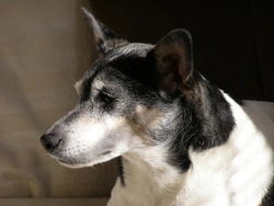 The Difference between a Smooth Coated Fox Terrier and a Rat Terrier