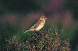 Konopka žlutozobá (Carduelis flavirostris)