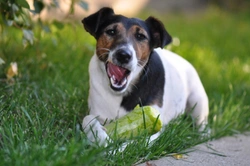 Why do dogs sometimes pull faces after eating?