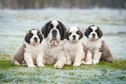 DEFRA consultation on tougher licence controls for the breeders and sellers of puppies